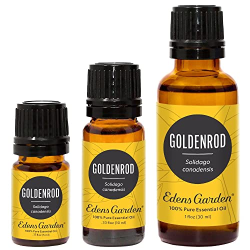 Edens Bahçe Goldenrod uçucu Yağ, 100 % Saf Terapötik Sınıf (Seyreltilmemiş Doğal/Homeopatik Aromaterapi Kokulu uçucu Yağ Single)