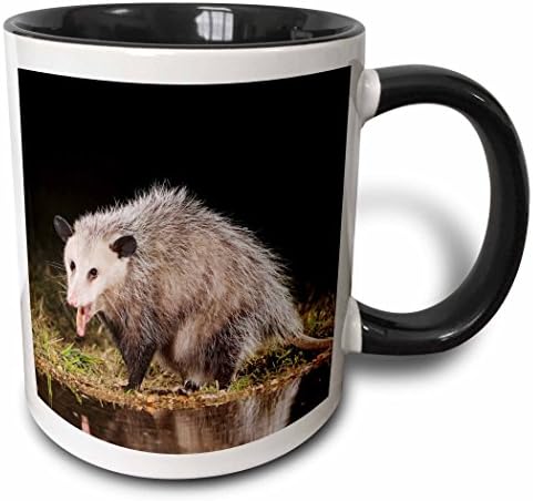 3dRose Virginia Opossum Yaban Hayatı, Hill Country, Teksas-NA02 RNU0819-Rolf Nussbaumer İki Tonlu Kupa, 11 oz, Siyah / Beyaz