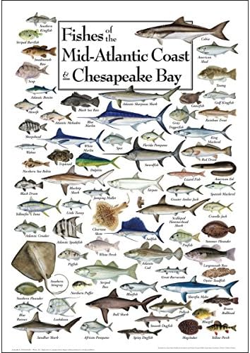 Dünya Gökyüzü + Su-Orta Atlantik Kıyılarının Balıkları ve Chesapeake-Poster