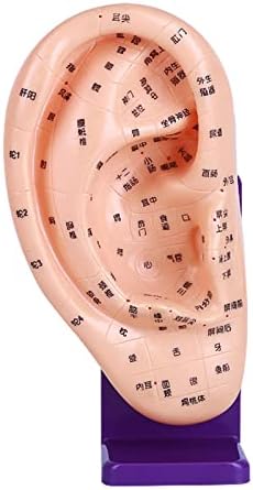 YZILXY 22 cm Akupunktur Kulak Modeli - Kulak Akupunktur Noktası Modeli - Geleneksel Çin Tıbbı Akupunktur Modeli Tabanı ile -