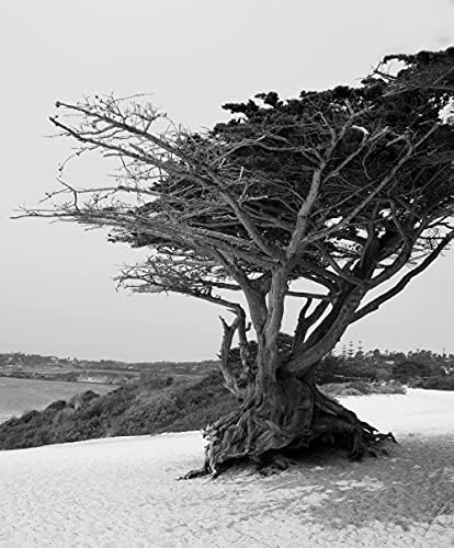 Monterey Selvi Aka (Çakıl Taşlı Plaj Selvi Ağacı