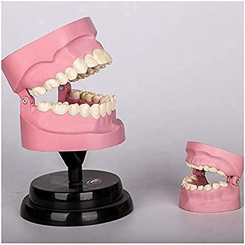 Anatomi Modeli, Diş Anatomisi Diş Çalışma Öğretim Modeli Diş Diş Modeli-Diş Seti Biyoloji Öğretim Yardımcıları-Öğrenci Stomatoloji